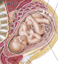 Anatomie-physiologie-pathologie: L'embryologie, grossesse et accouchement